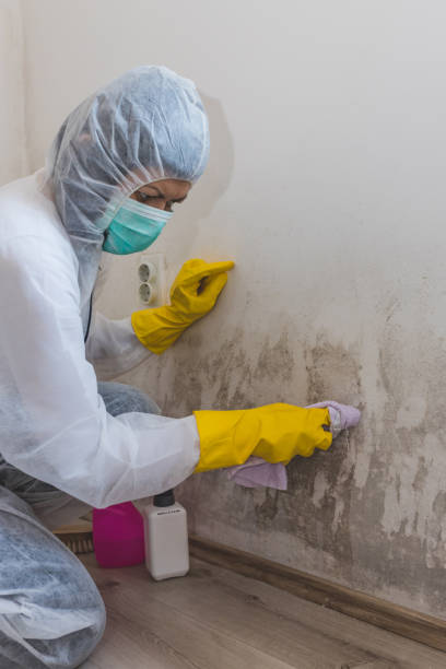 Best HVAC Mold Inspection and Cleaning  in Two Harbors, MN